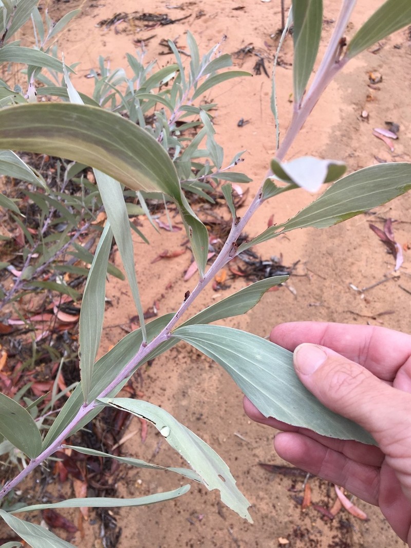 Acacia cretata photo 2