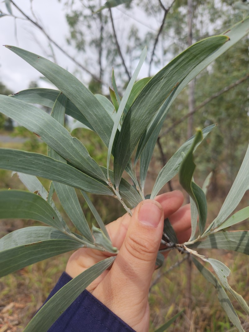 Acacia cretata photo 4