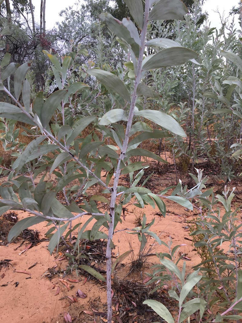 Acacia cretata photo 5