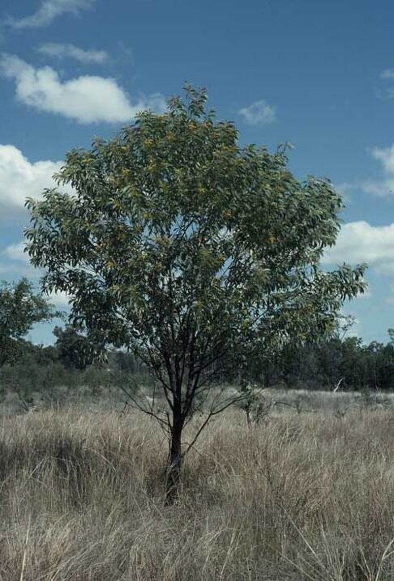 Acacia cretata photo 6