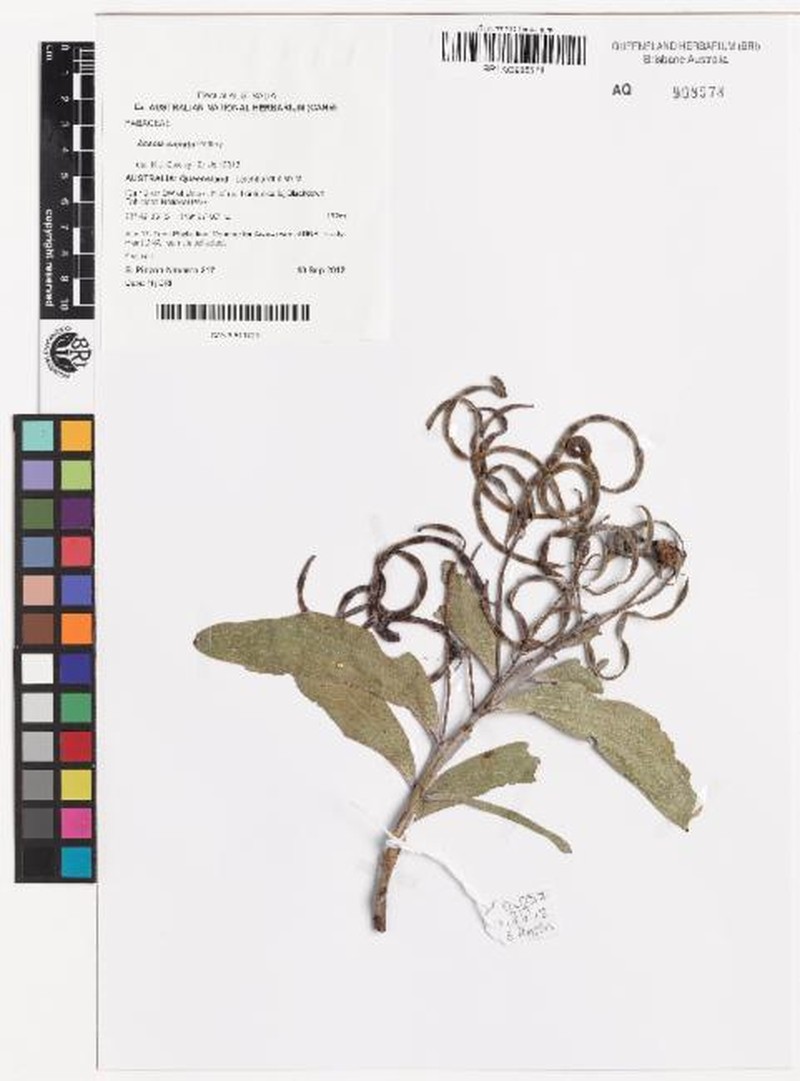 Acacia cretata photo 7