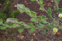 Acacia crispula