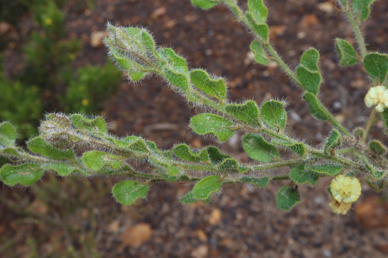 Acacia crispula