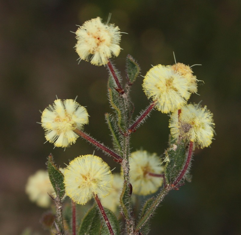 Acacia crispula photo 2