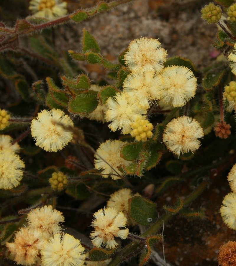 Acacia crispula photo 3
