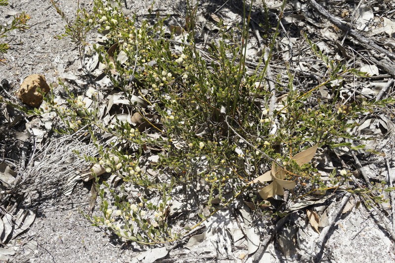 Acacia crispula photo 4