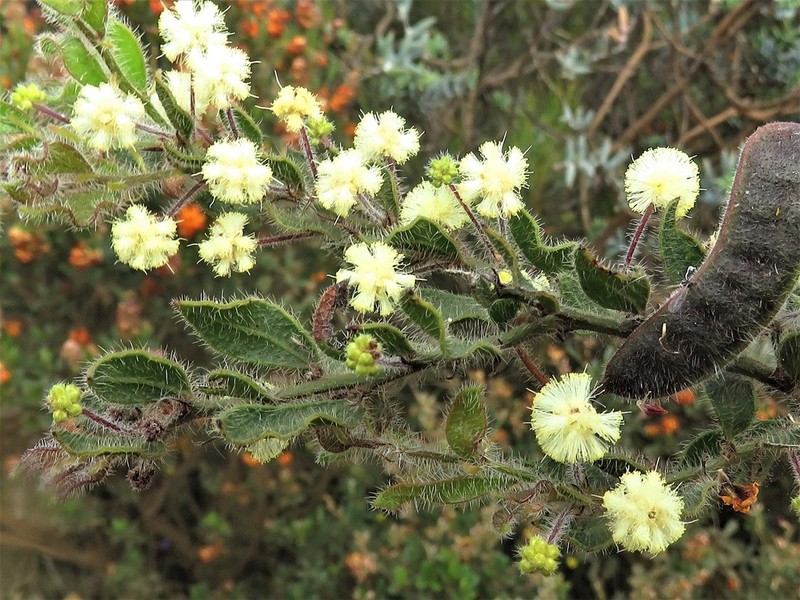 Acacia crispula photo 5