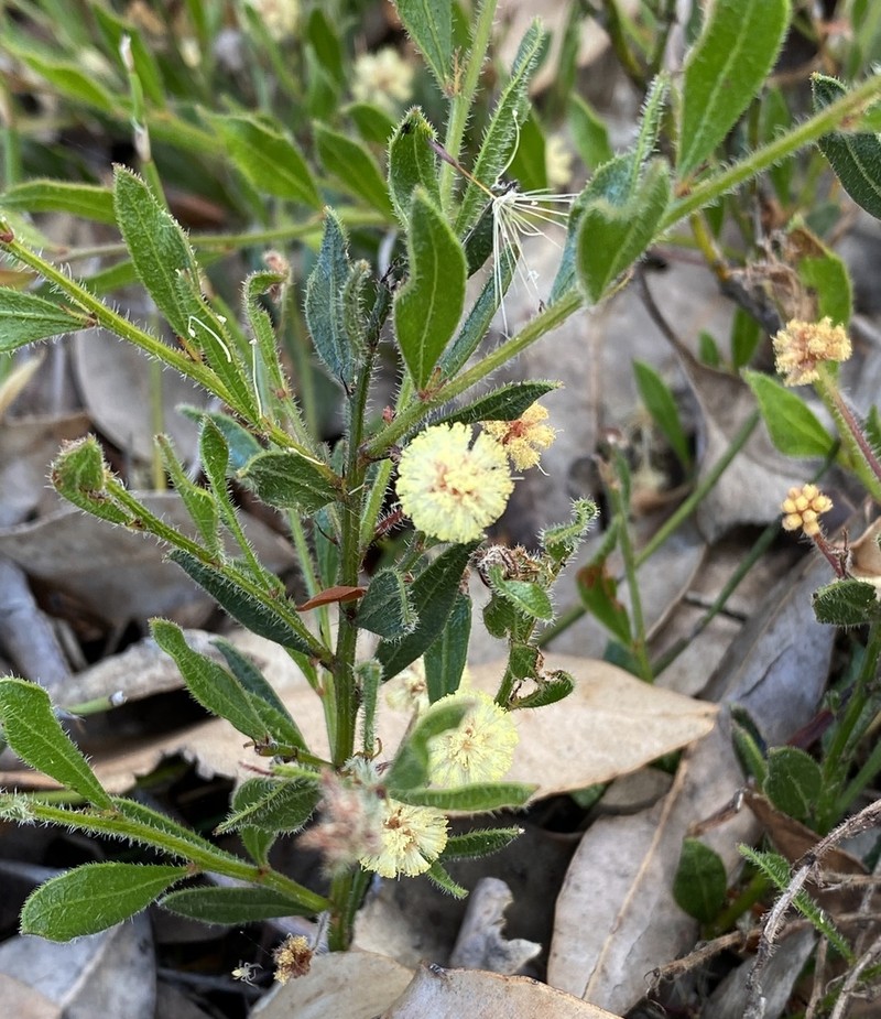 Acacia crispula photo 6