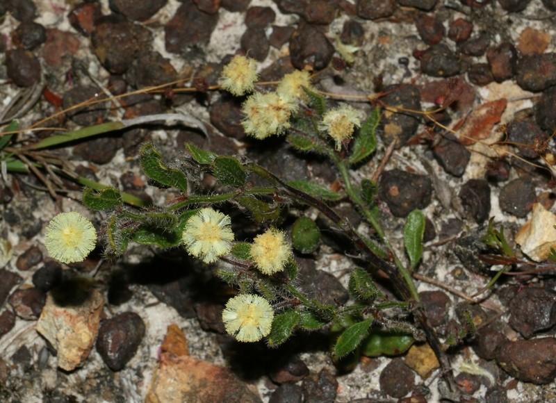 Acacia crispula photo 7