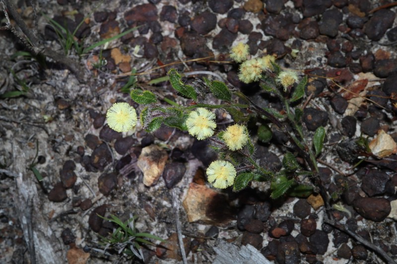 Acacia crispula photo 8