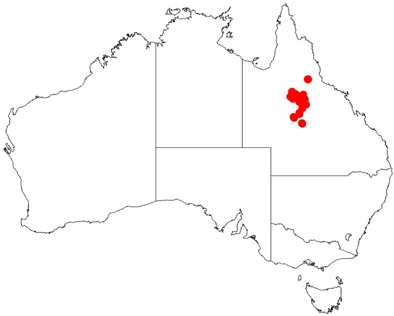 Acacia crombiei