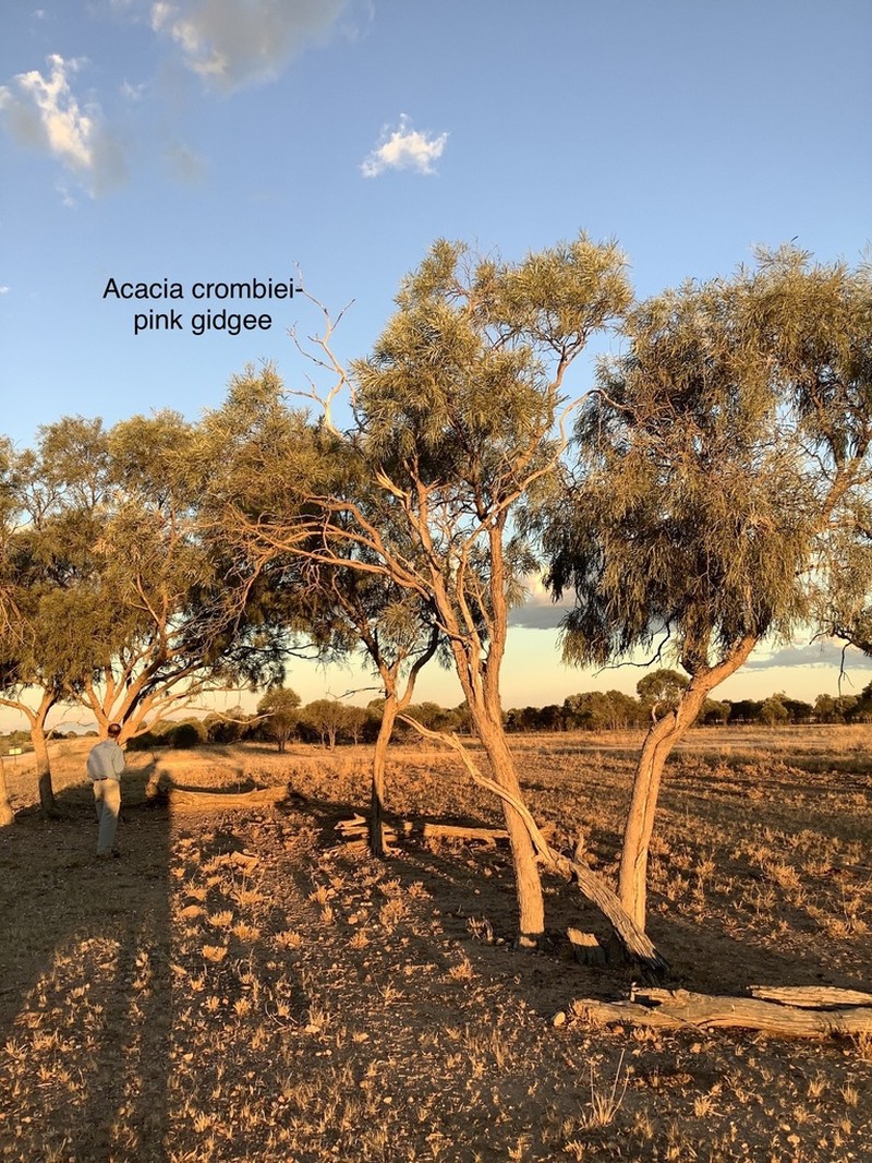 Acacia crombiei photo 2