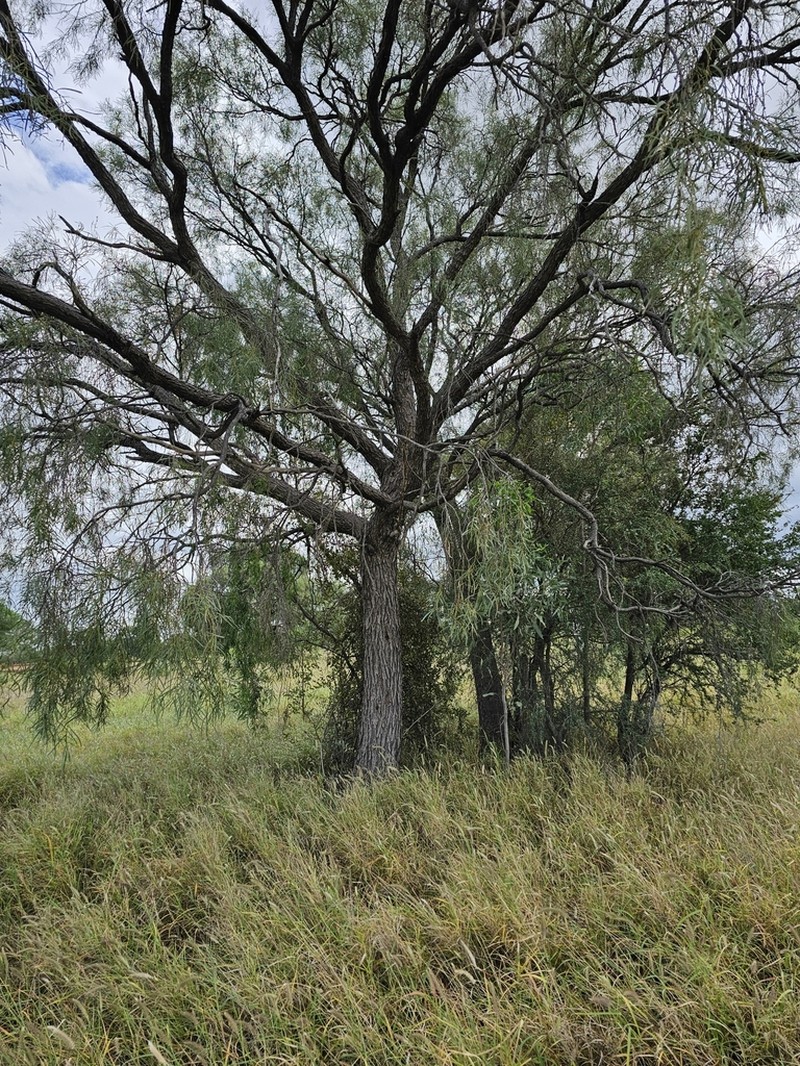Acacia crombiei photo 3