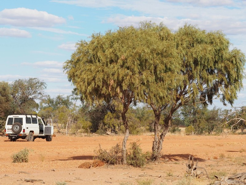 Acacia crombiei photo 4