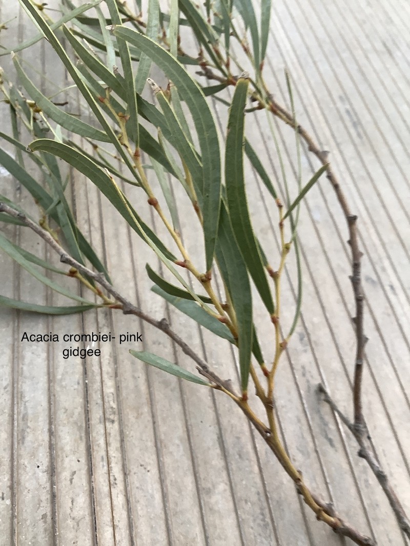 Acacia crombiei photo 5
