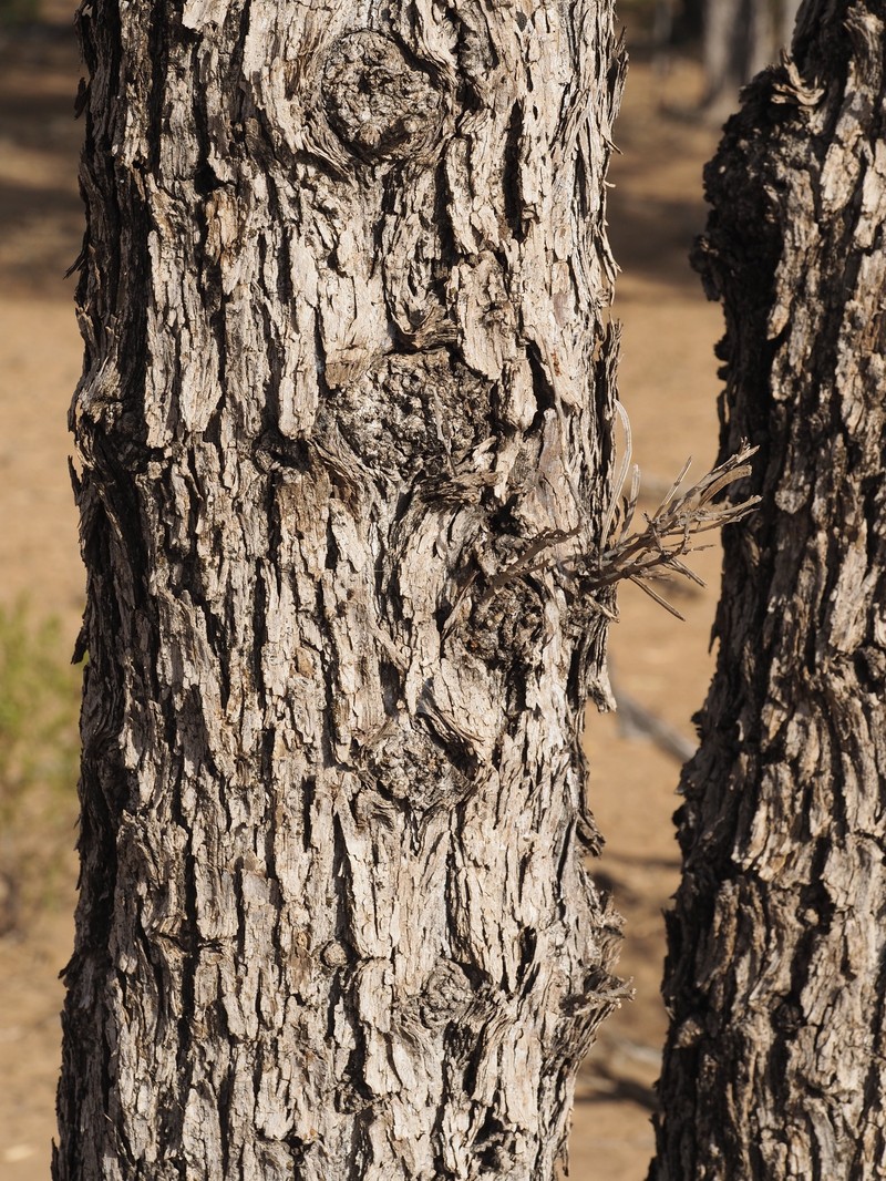 Acacia crombiei photo 6