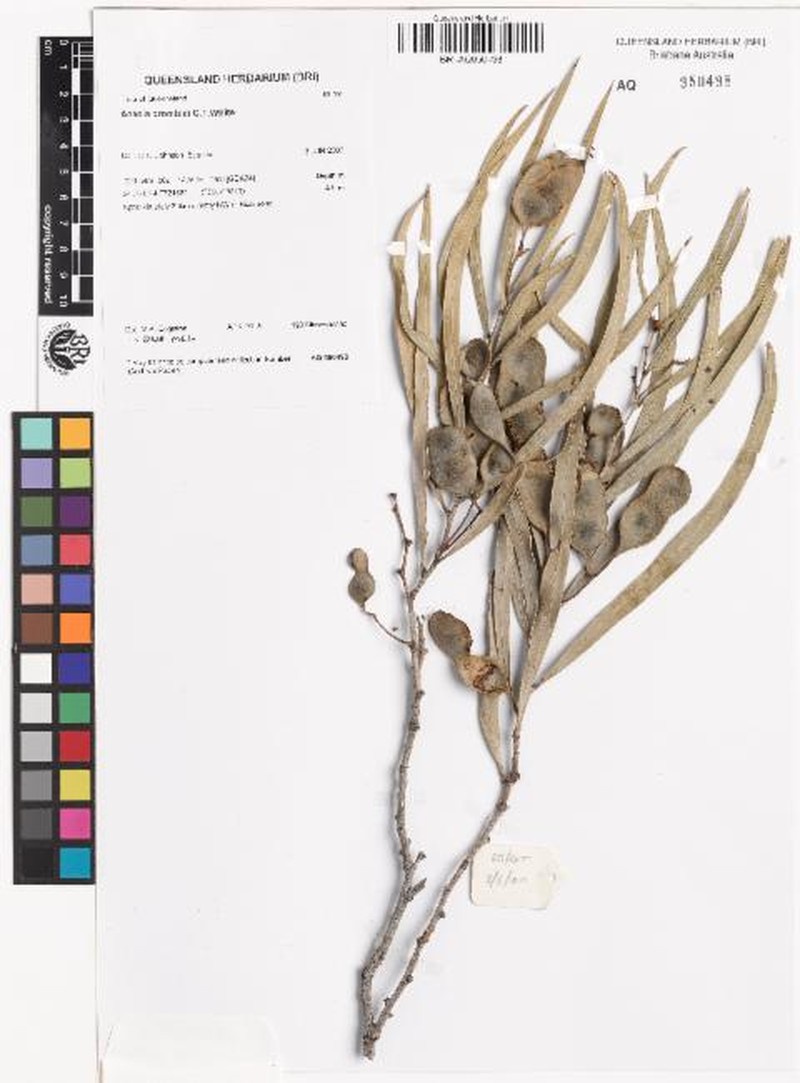 Acacia crombiei photo 7