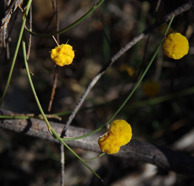 Acacia cummingiana