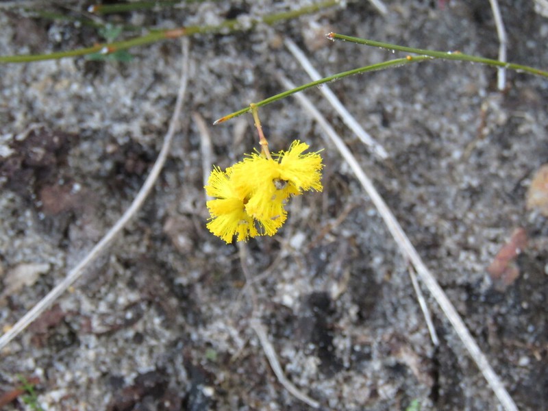 Acacia cummingiana photo 3