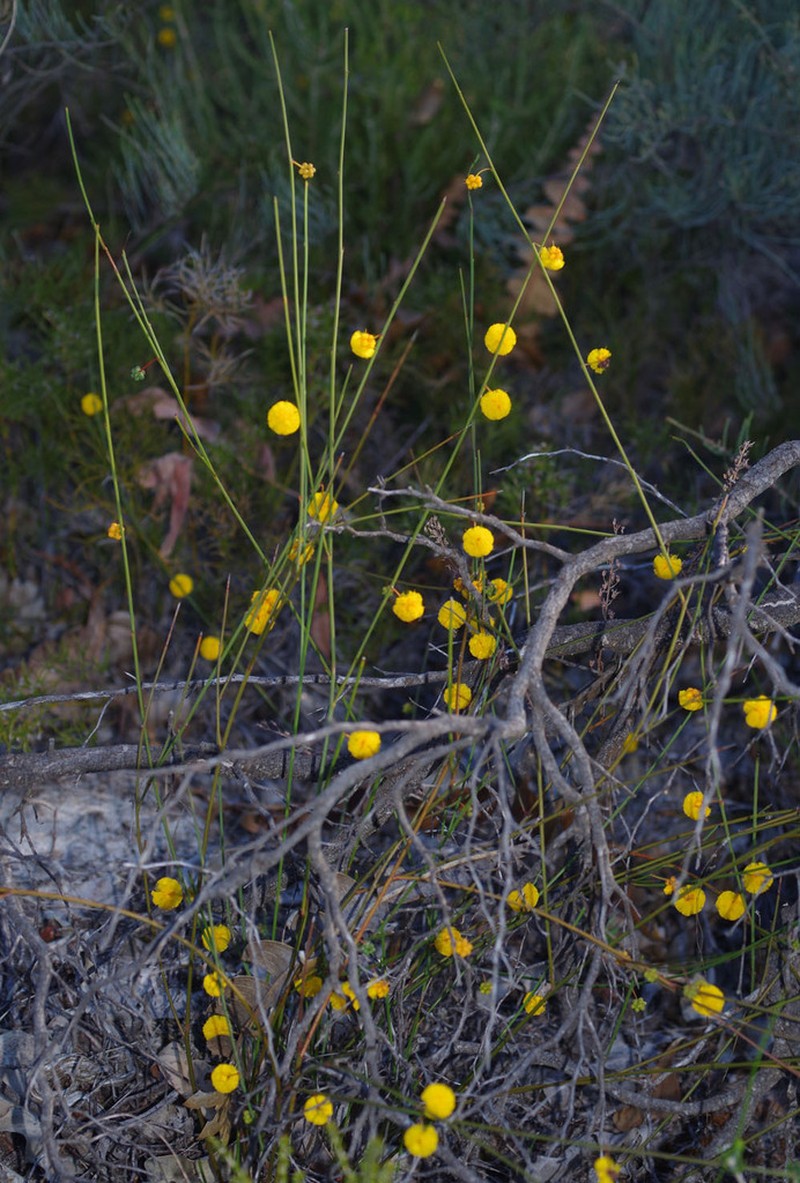 Acacia cummingiana photo 4