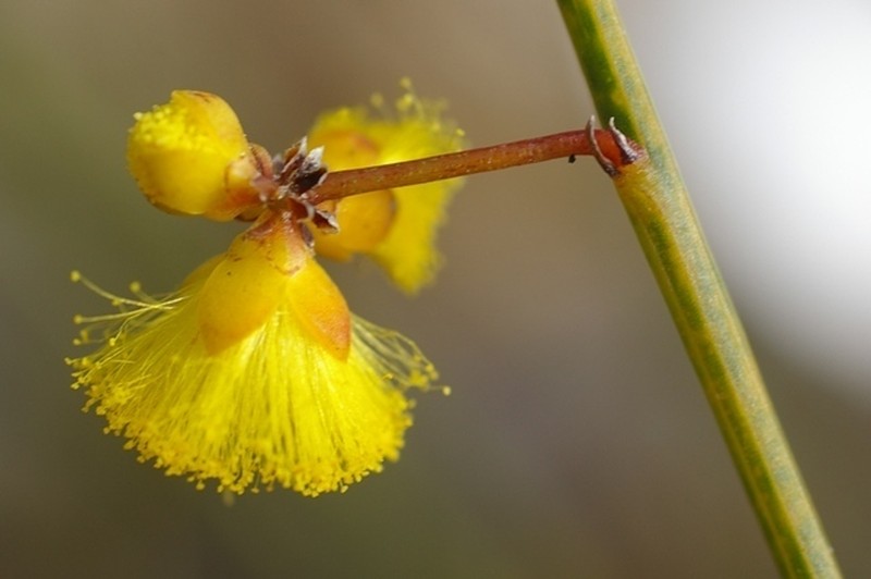 Acacia cummingiana photo 5