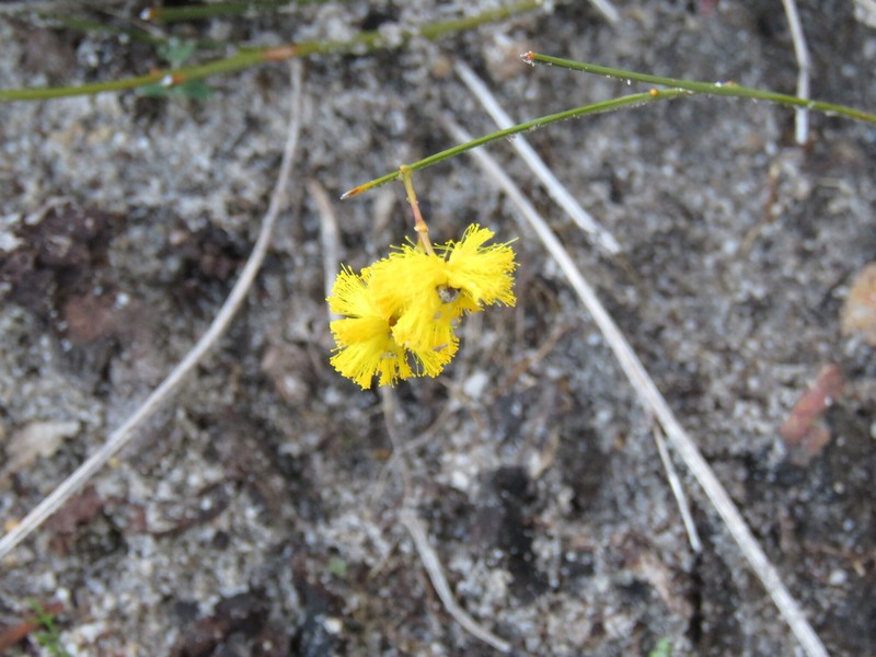Acacia cummingiana photo 6