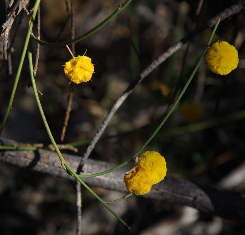 Acacia cummingiana photo 7