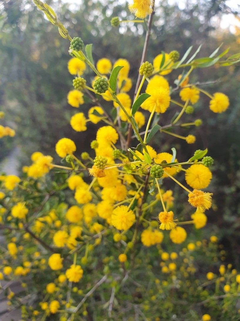 Acacia cuneifolia photo 4