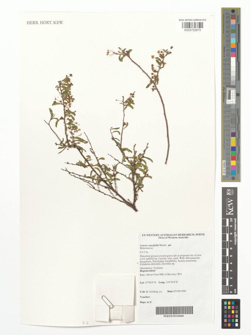Acacia cuneifolia photo 2
