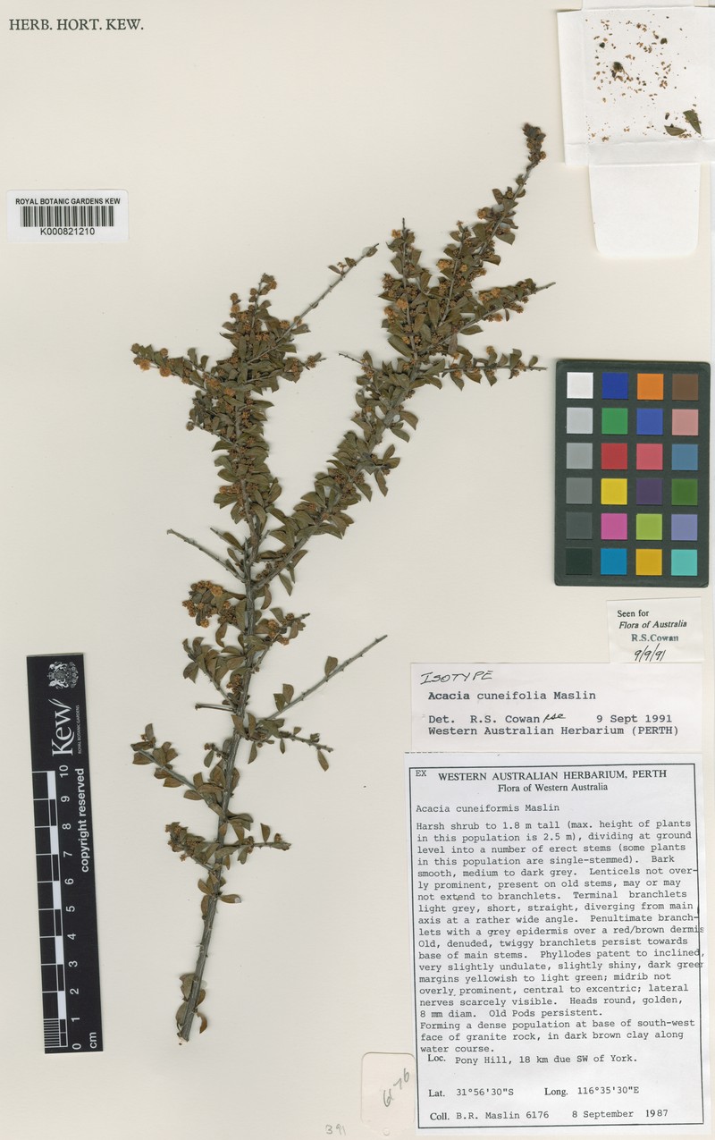 Acacia cuneifolia photo 3