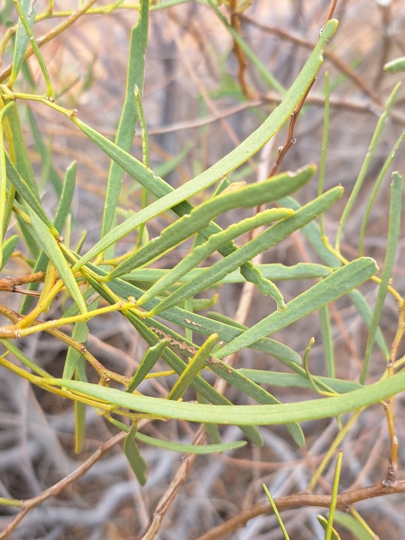 Acacia cupularis photo 3