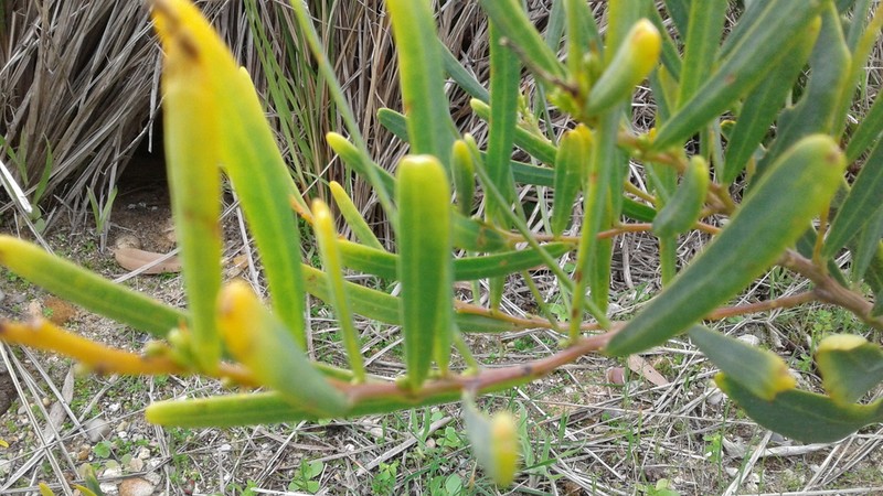 Acacia cupularis photo 4