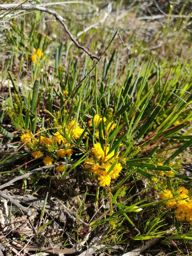 Acacia cupularis photo 5