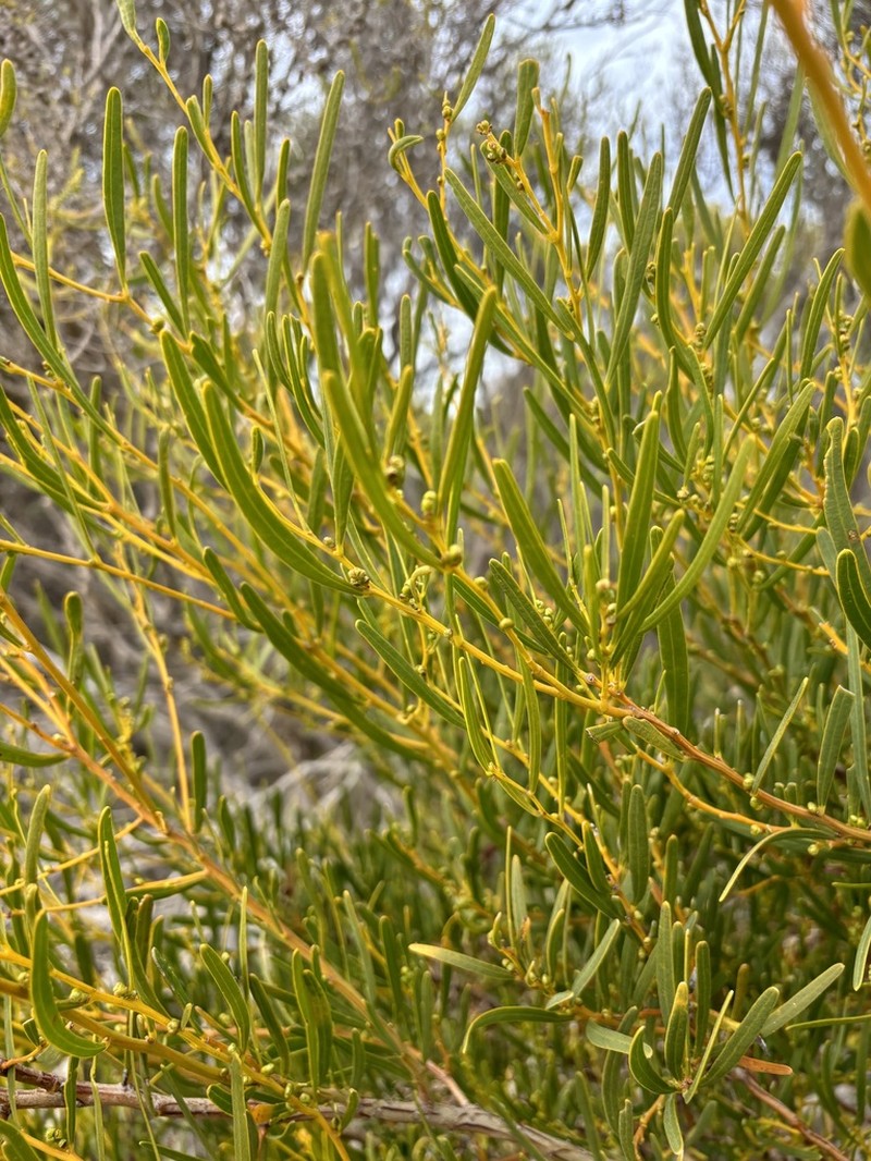 Acacia cupularis photo 6