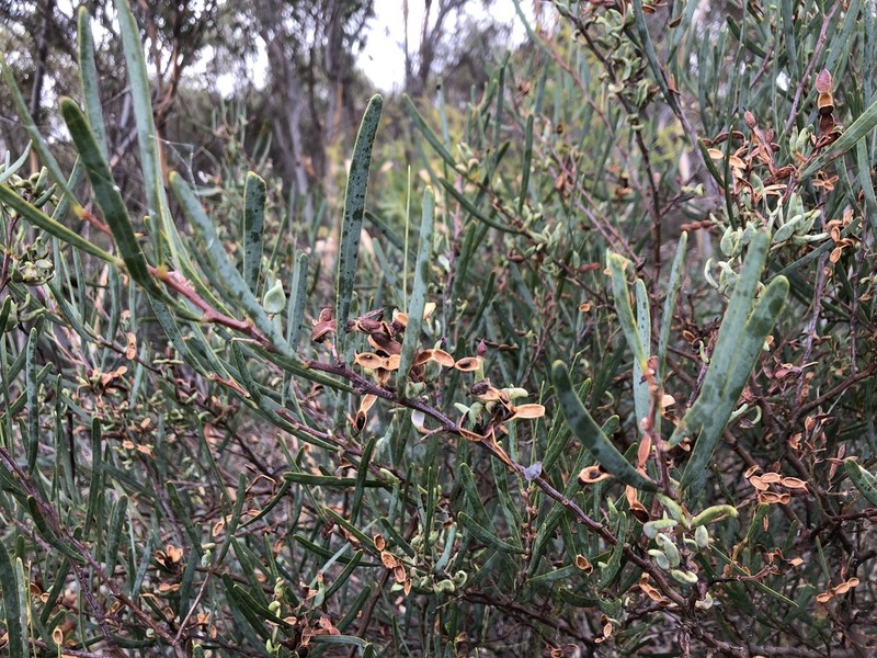 Acacia cupularis photo 7