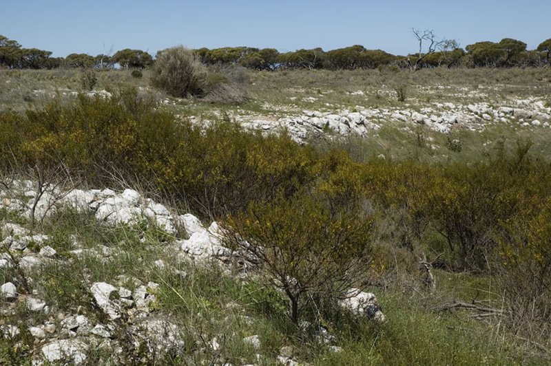 Acacia cupularis photo 2
