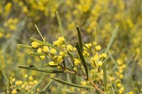 Acacia cupularis
