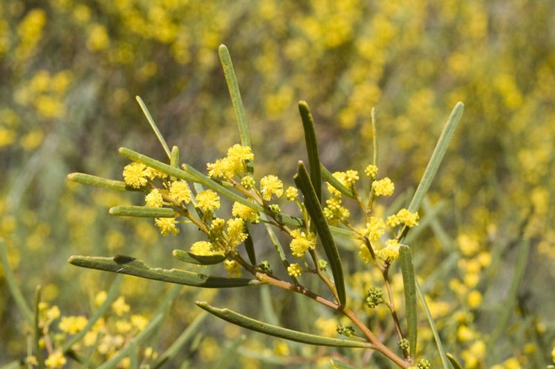 Acacia cupularis