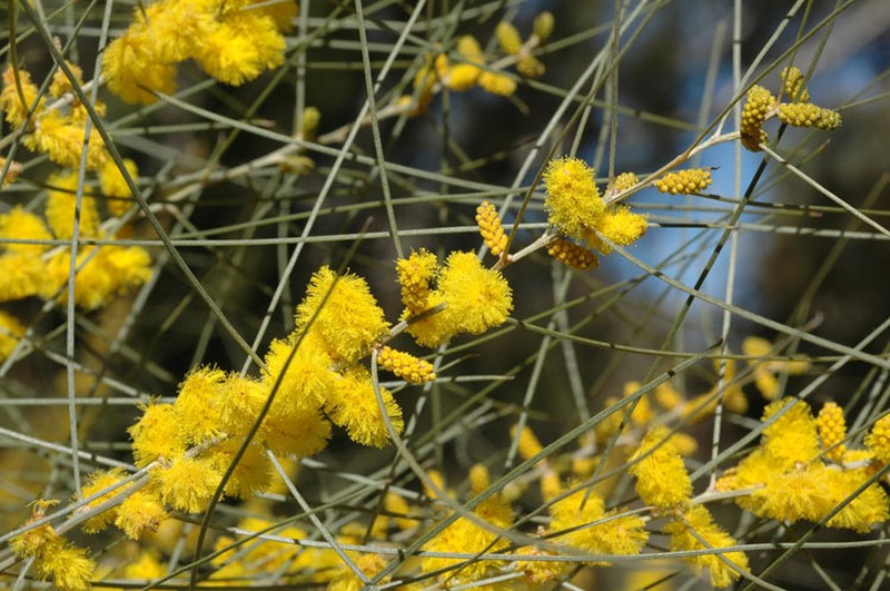 Acacia curranii