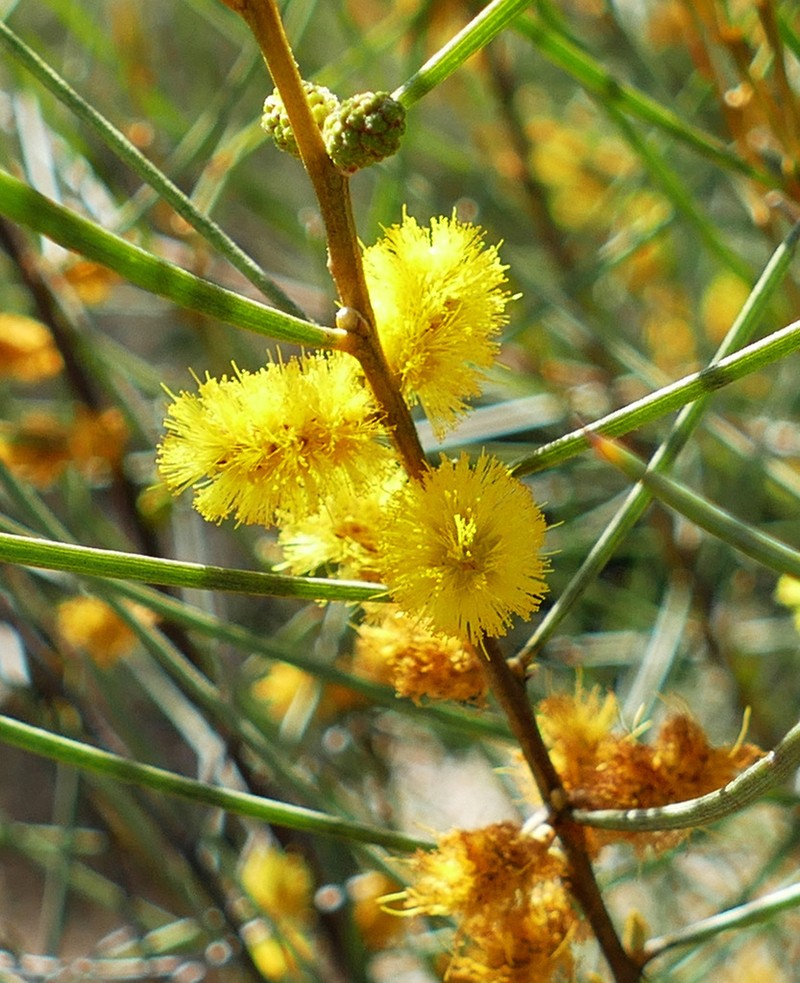Acacia curranii photo 3