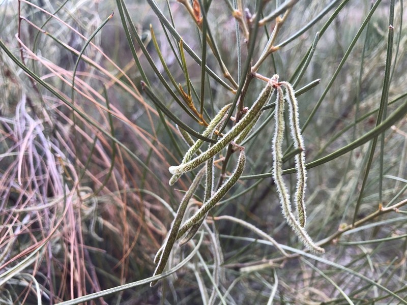 Acacia curranii photo 4
