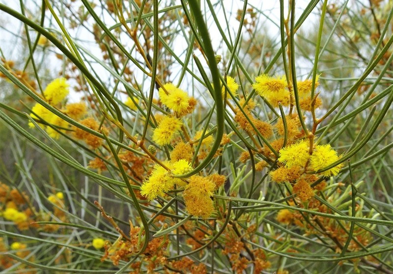 Acacia curranii photo 5