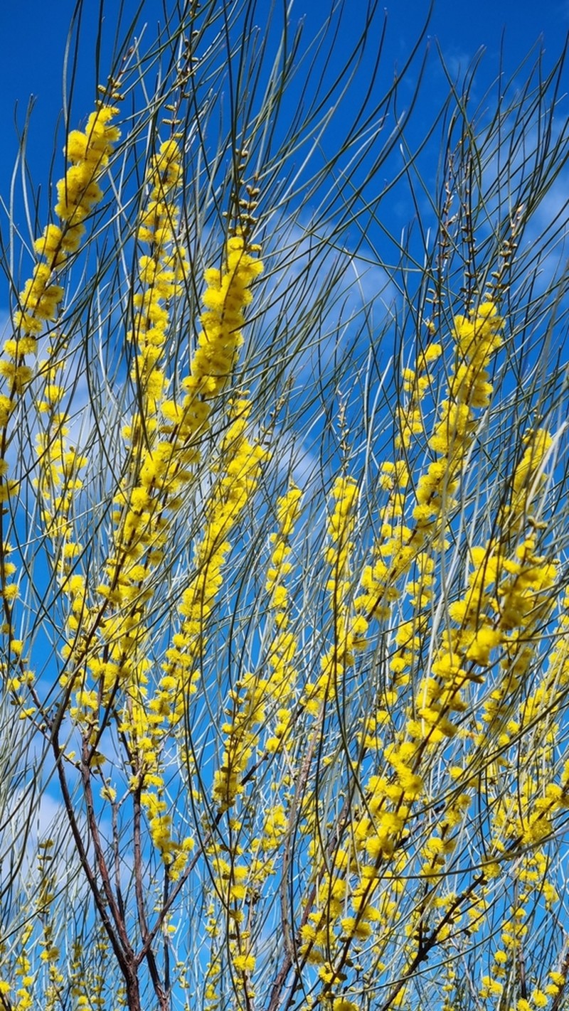 Acacia curranii photo 6