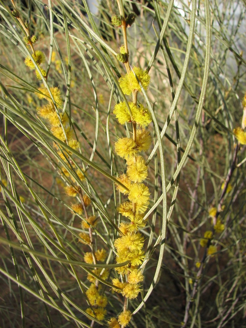 Acacia curranii photo 7