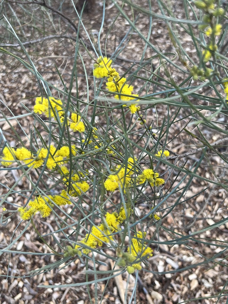 Acacia curranii photo 8