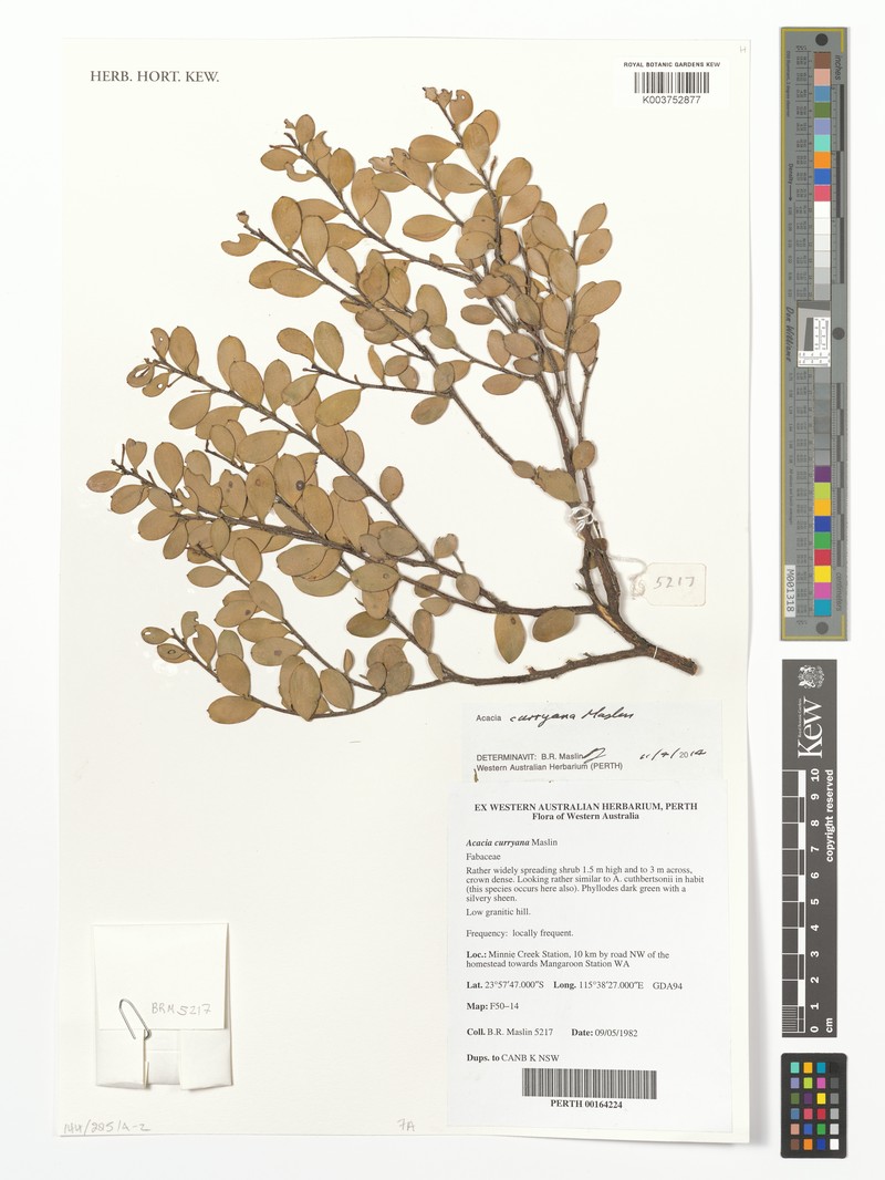 Acacia curryana