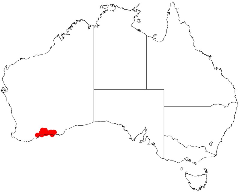 Acacia curvata