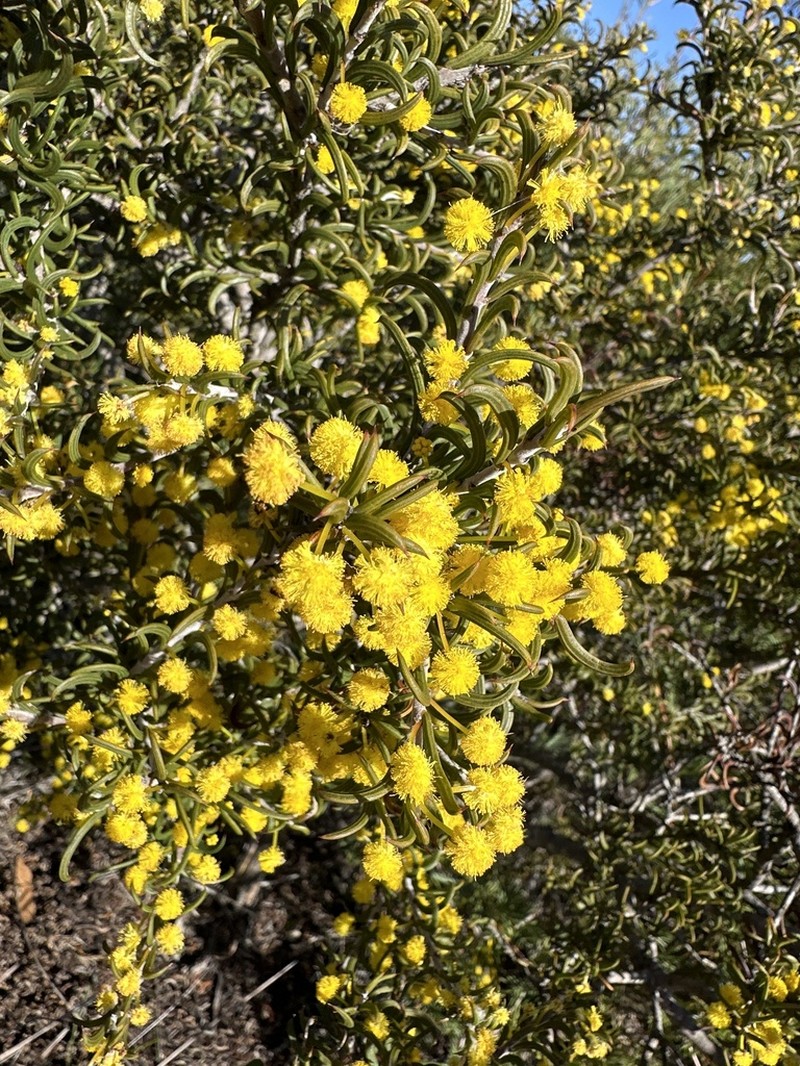 Acacia curvata photo 2