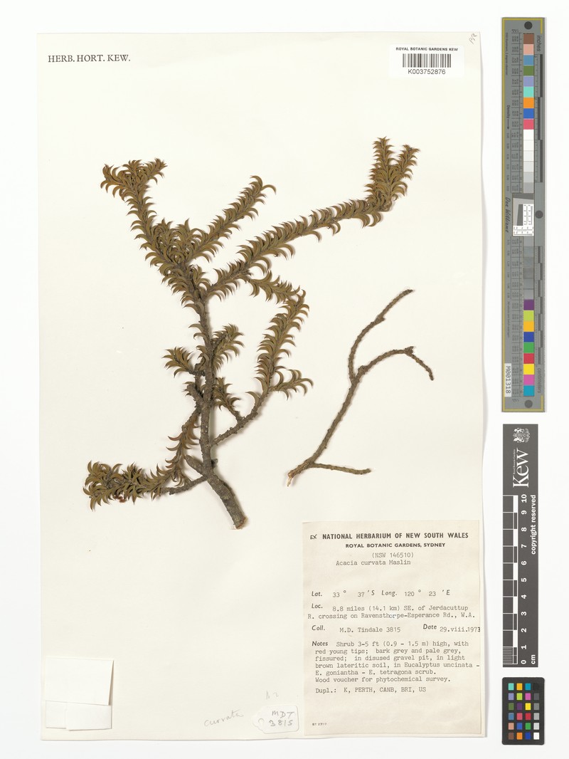 Acacia curvata photo 4