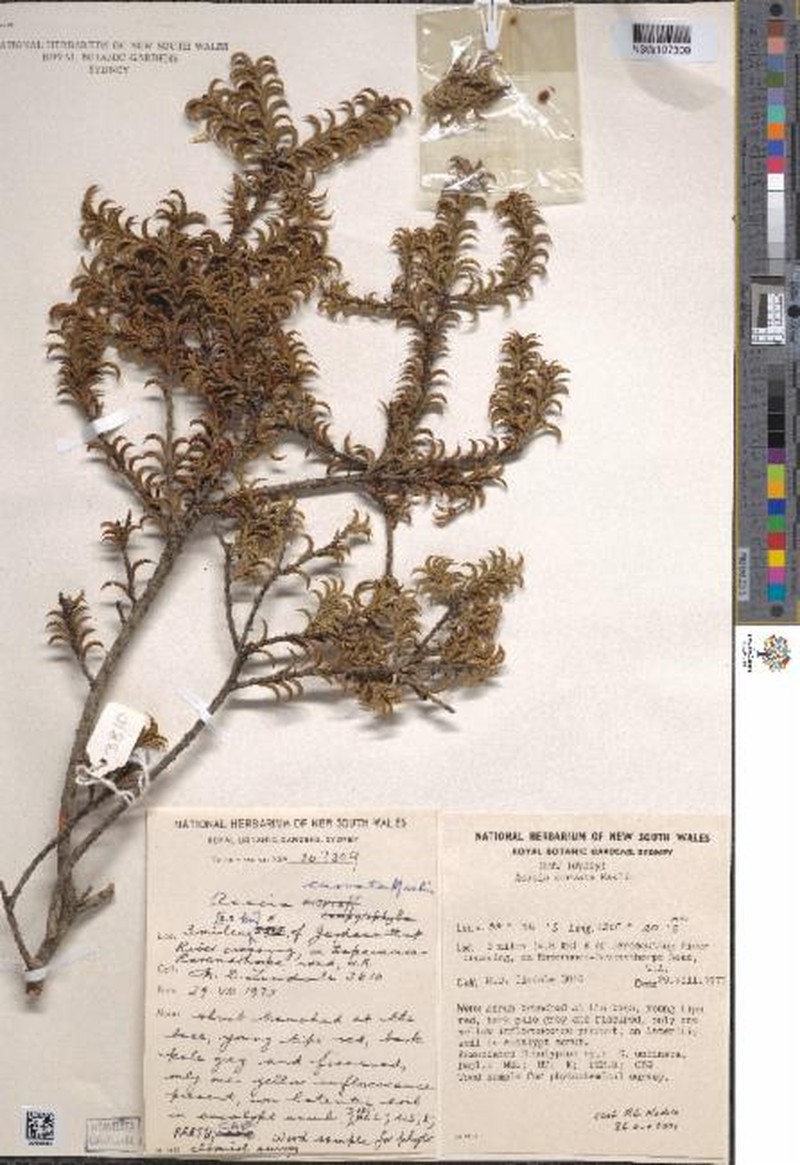 Acacia curvata photo 5